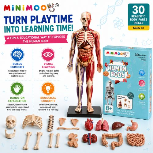 Human Body Anatomy Learning Kit for Kids | 30-Piece Detachable Bones & Organs Model | Educational STEM Science Toy | Ages 8+