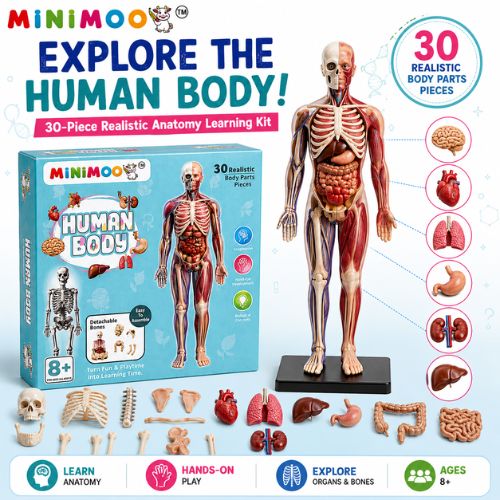 Human Body Anatomy Learning Kit for Kids | 30-Piece Detachable Bones & Organs Model | Educational STEM Science Toy | Ages 8+
