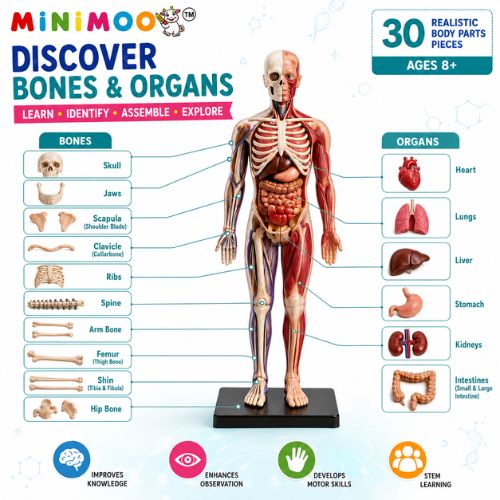 Human Body Anatomy Learning Kit for Kids | 30-Piece Detachable Bones & Organs Model | Educational STEM Science Toy | Ages 8+