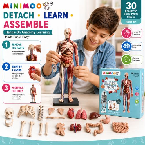 Human Body Anatomy Learning Kit for Kids | 30-Piece Detachable Bones & Organs Model | Educational STEM Science Toy | Ages 8+